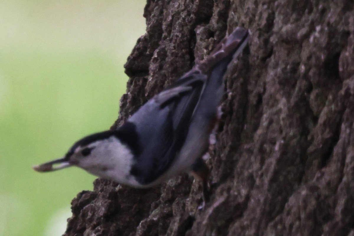 White-breasted Nuthatch - ML618107937