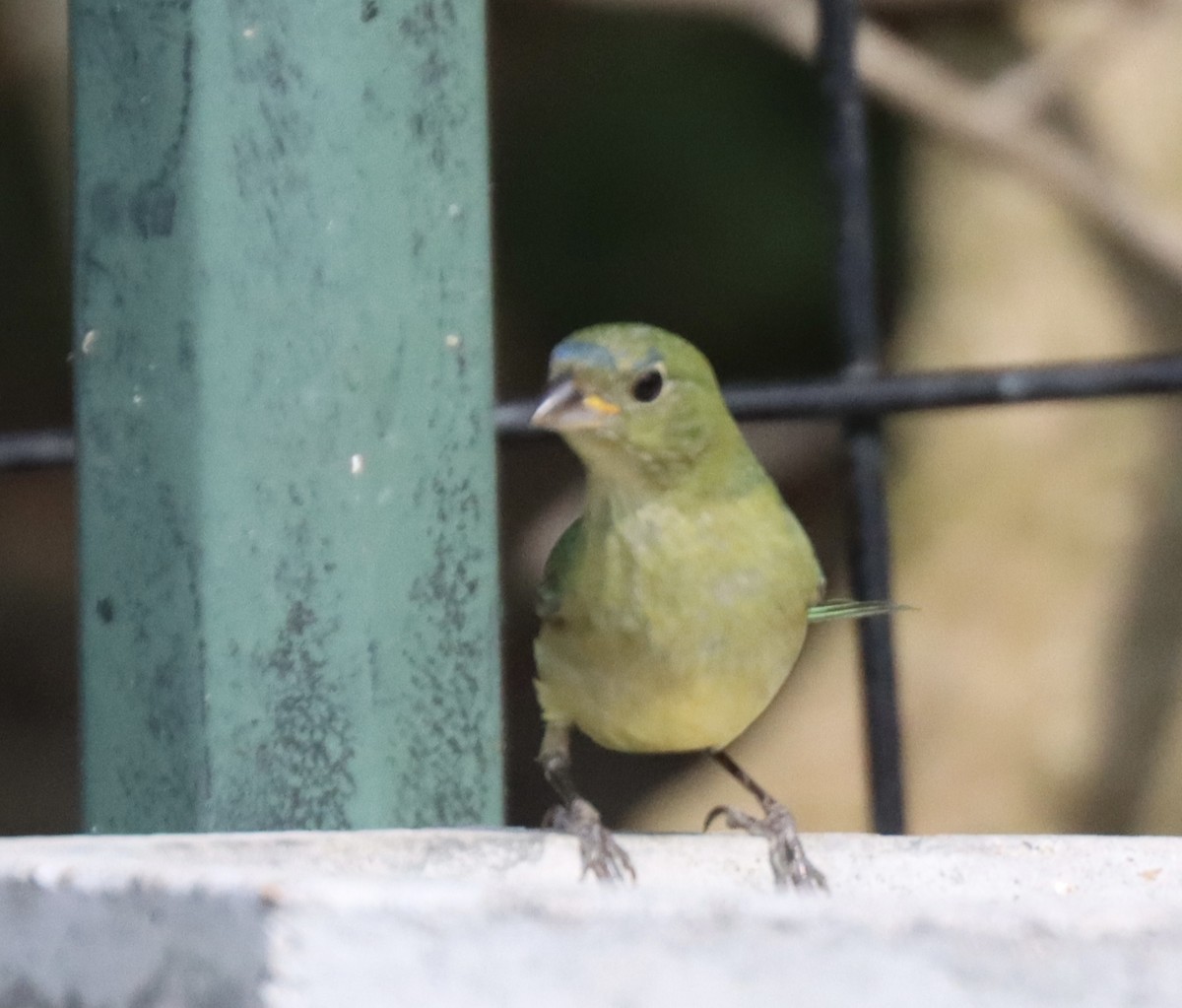 Painted Bunting - ML618107977