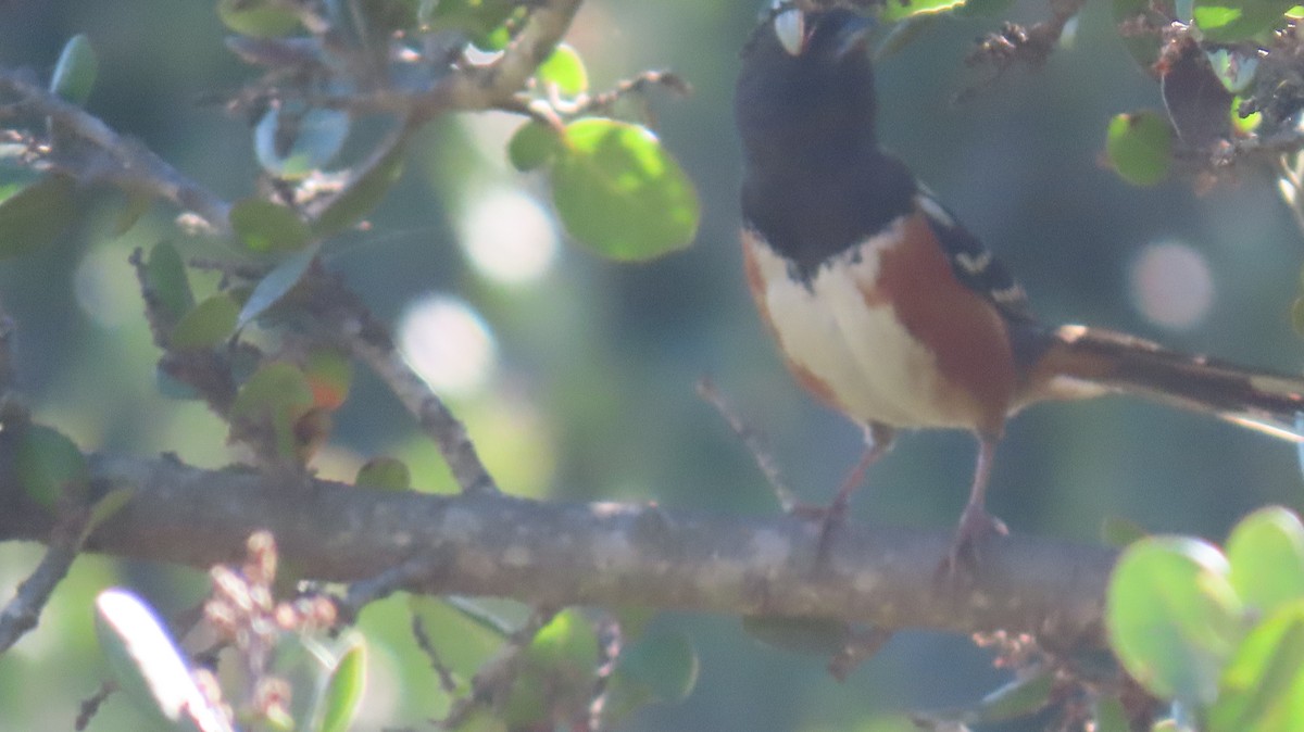 Spotted Towhee - ML618107983