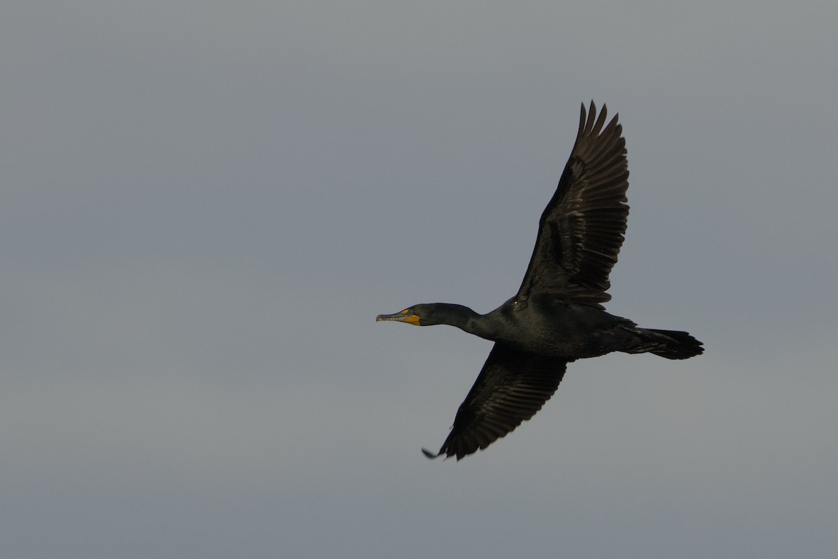 Double-crested Cormorant - Nate S