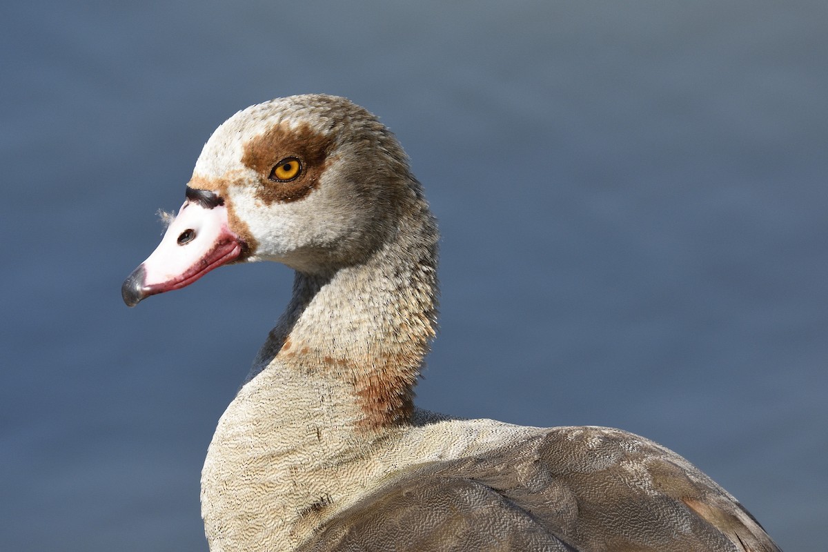 Egyptian Goose - Andrew Lyall