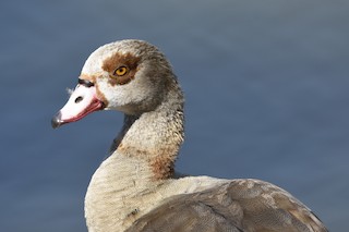 Egyptian Goose, ML61810801