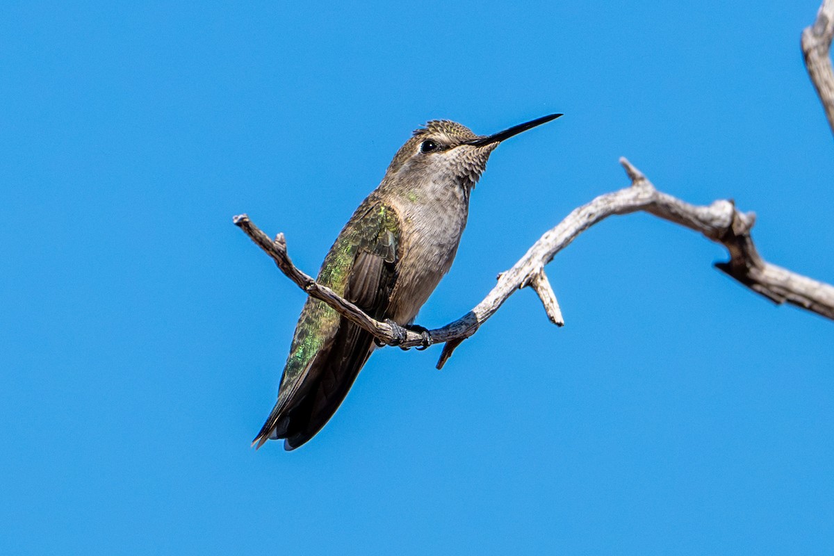 Anna's Hummingbird - Tanya Smythe