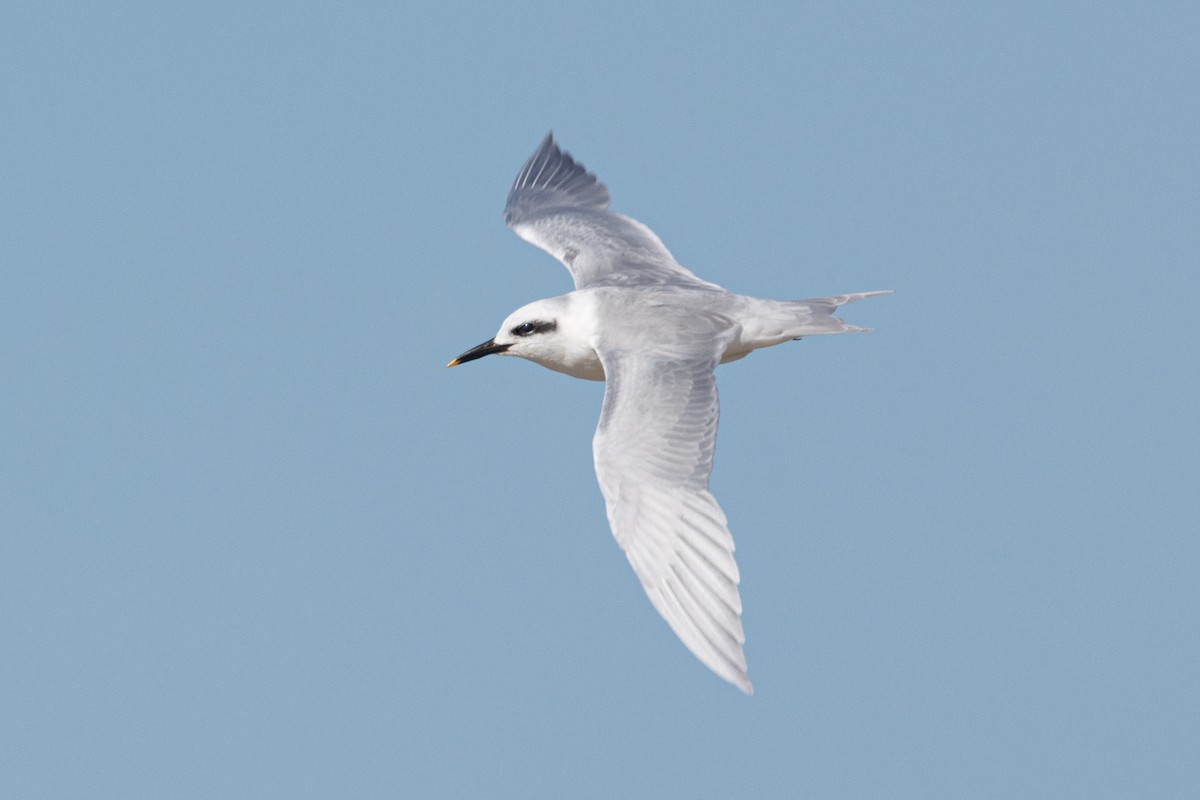 Snowy-crowned Tern - ML618108046