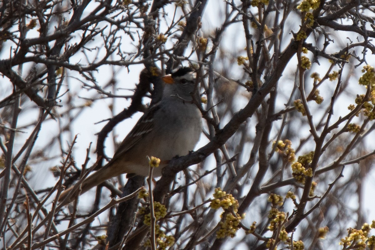 White-crowned Sparrow - ML618108067