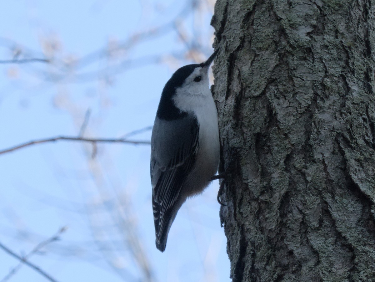 White-breasted Nuthatch - ML618108084