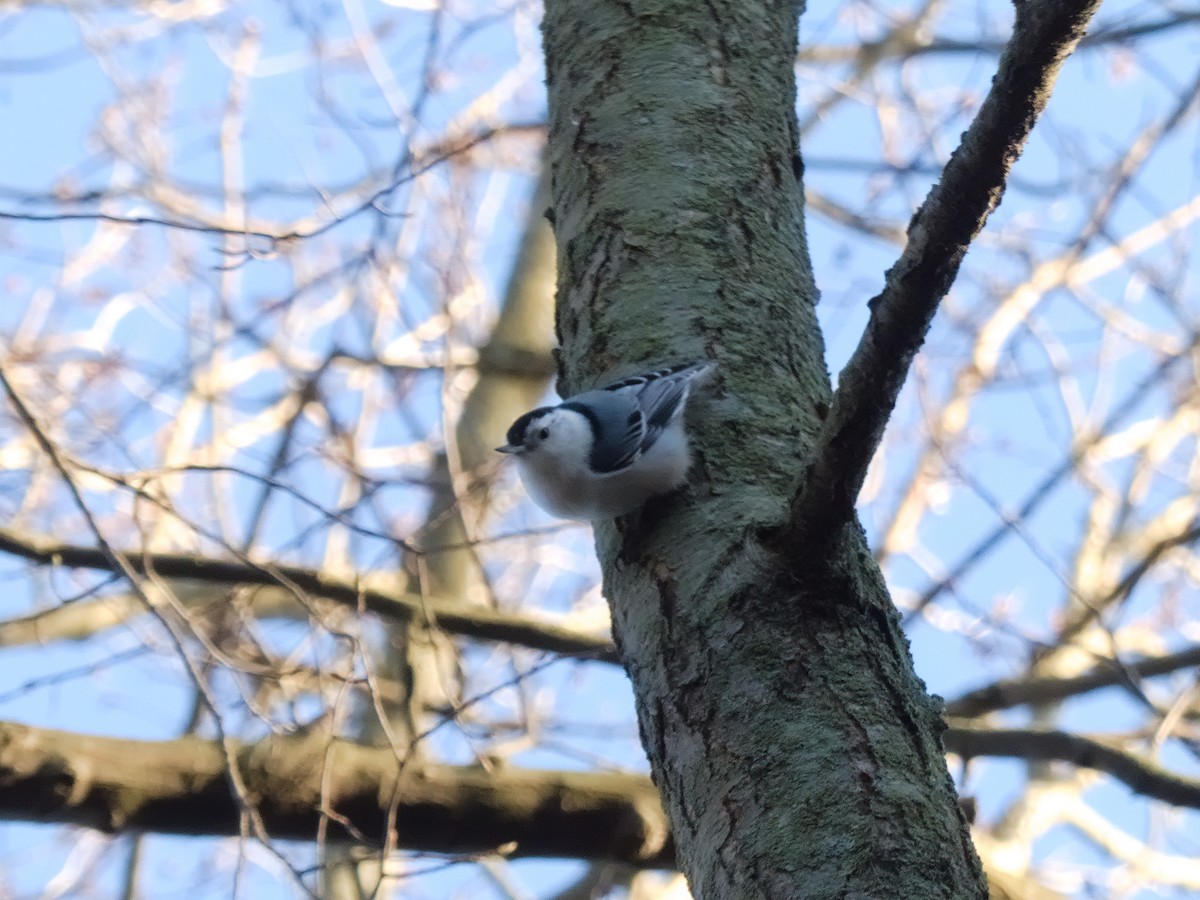 White-breasted Nuthatch - ML618108085