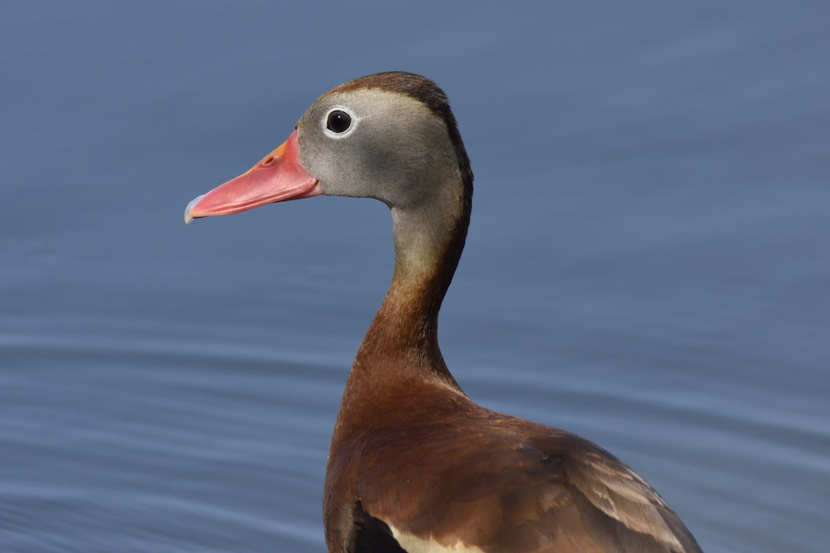 Black-bellied Whistling-Duck - ML61810811