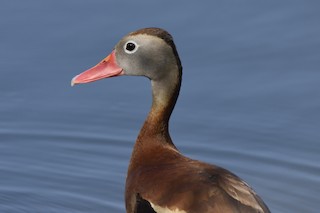 Black-bellied Whistling-Duck, ML61810811
