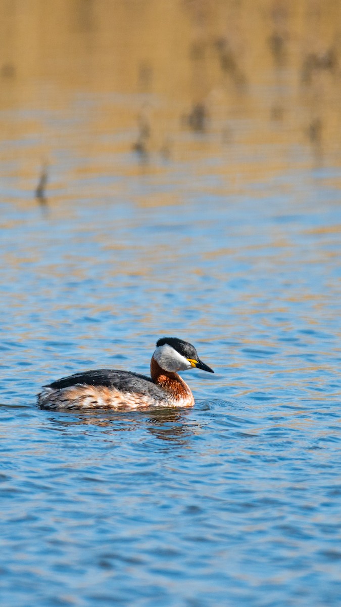 Red-necked Grebe - ML618108114