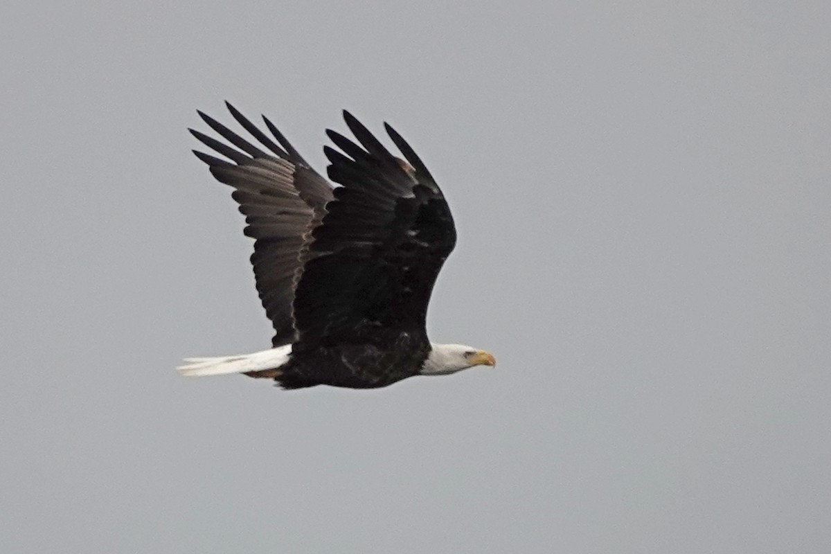 Bald Eagle - Yvon Bigras