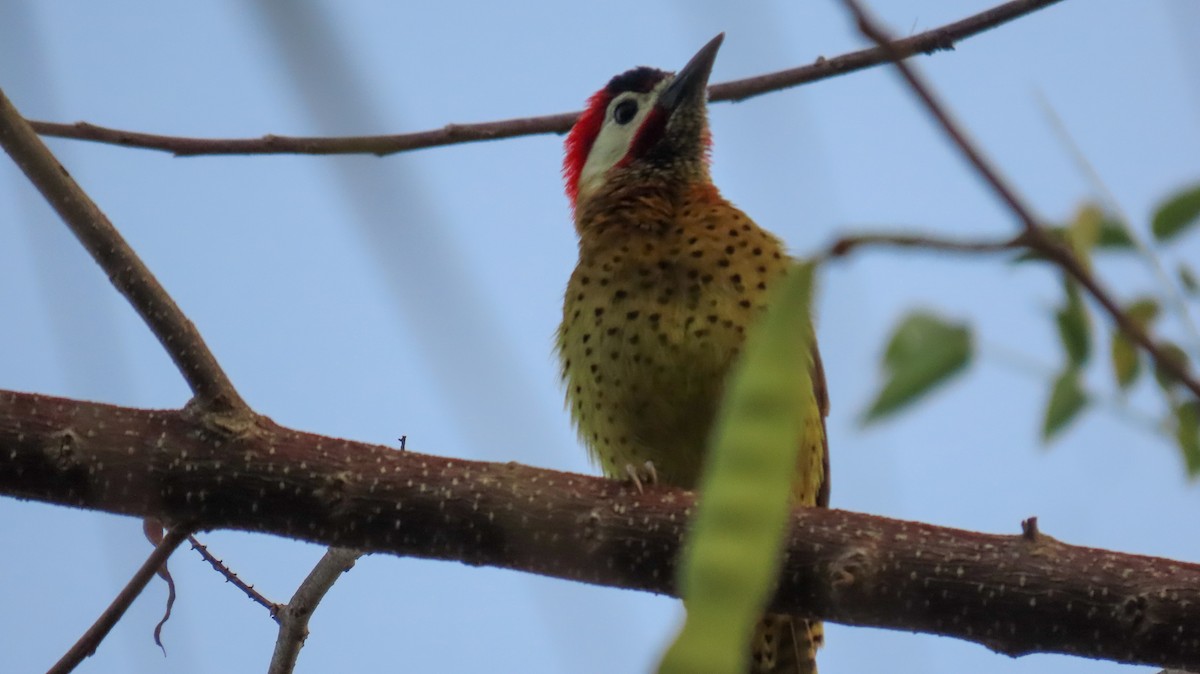 Spot-breasted Woodpecker - ML618108137