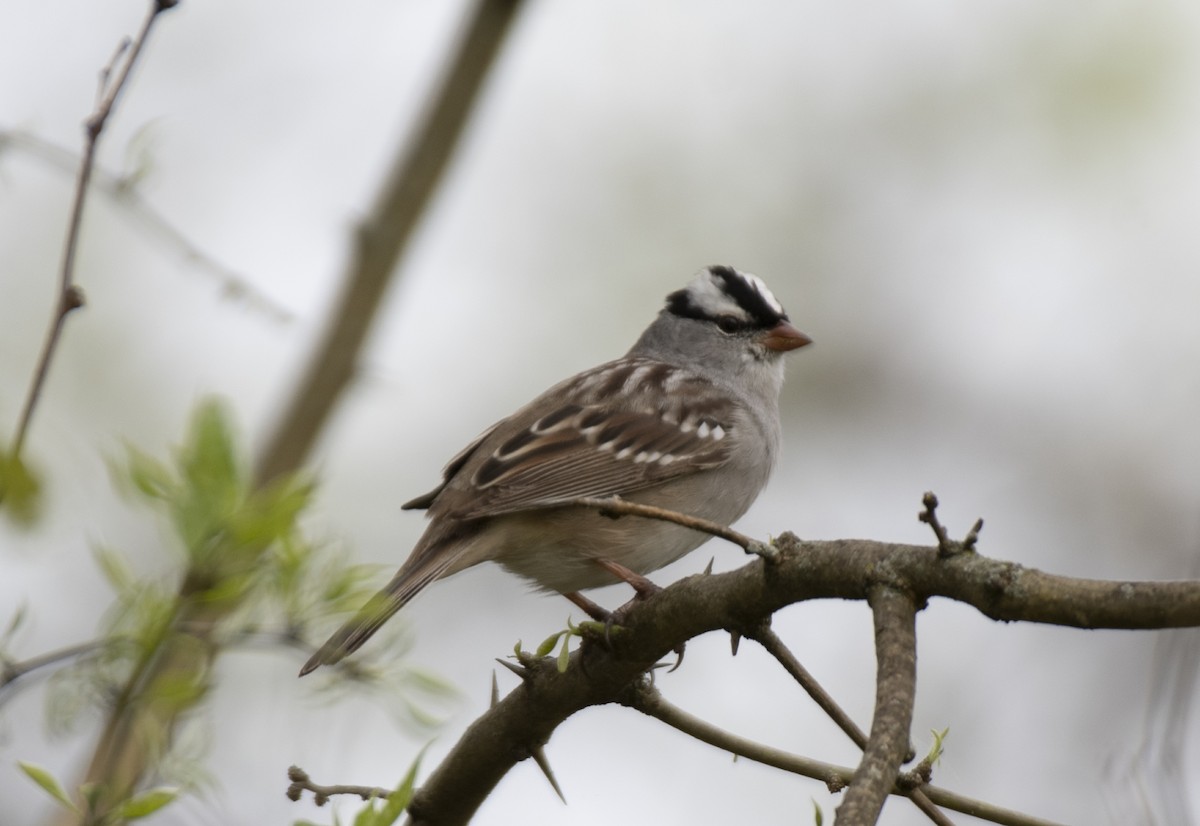 White-crowned Sparrow - Jeff Packer