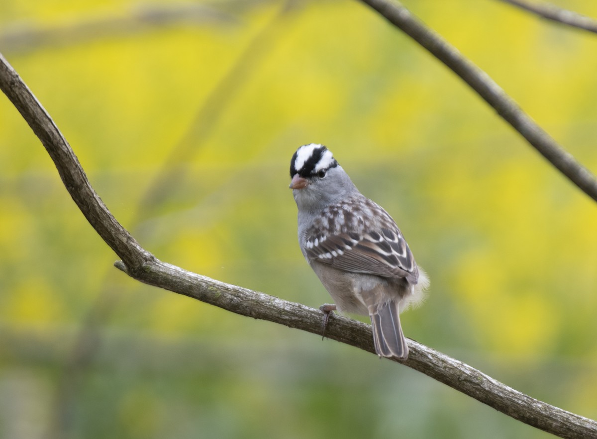 White-crowned Sparrow - ML618108194