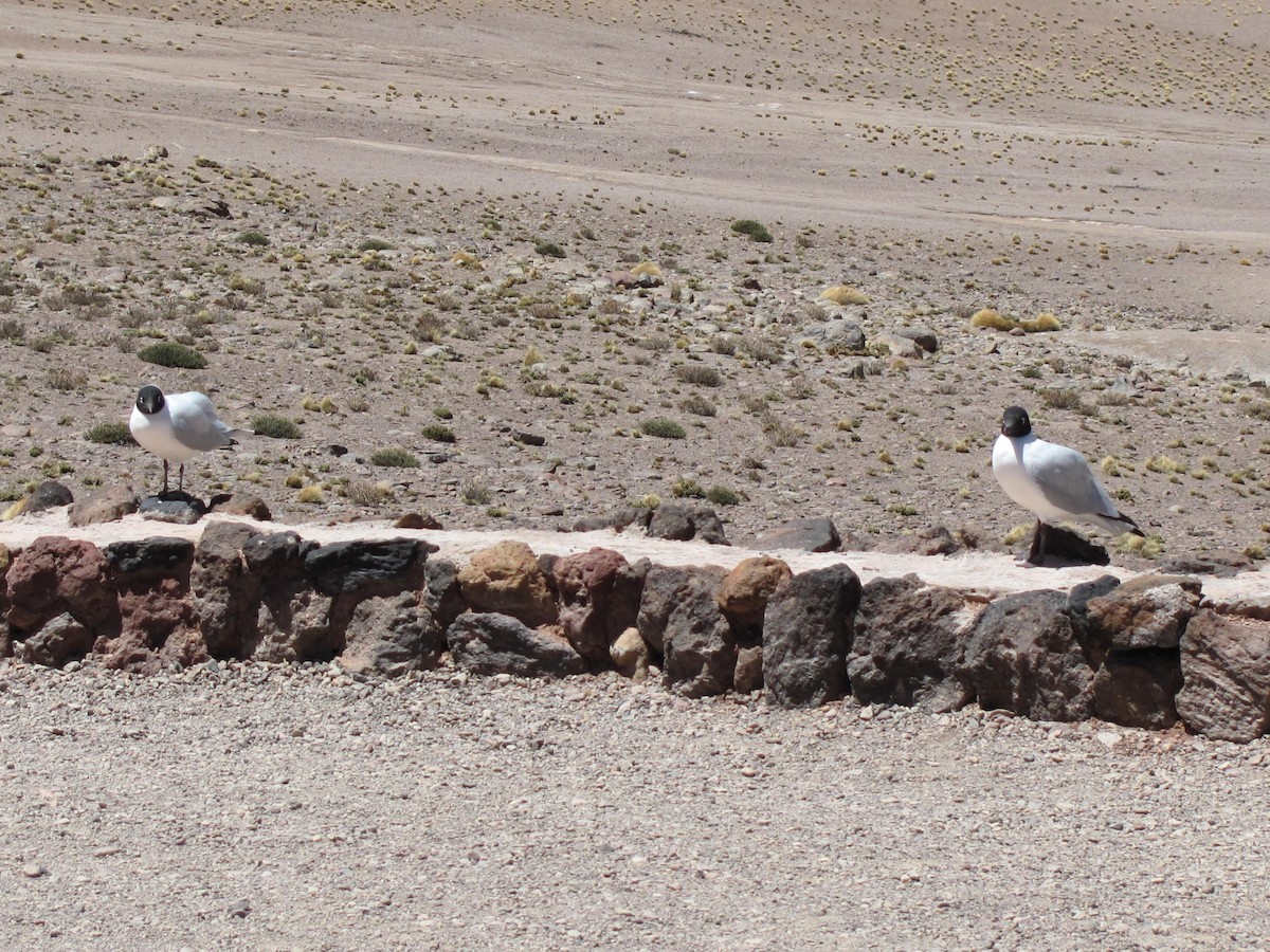 Andean Gull - ML618108287