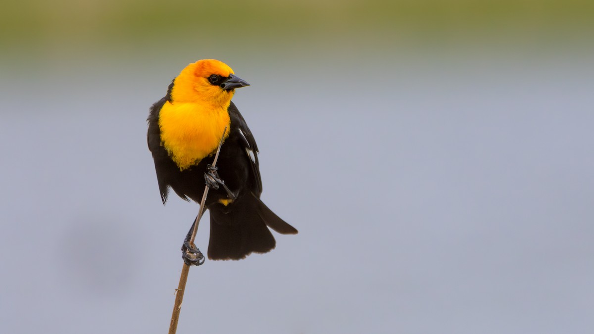 Yellow-headed Blackbird - ML618108293