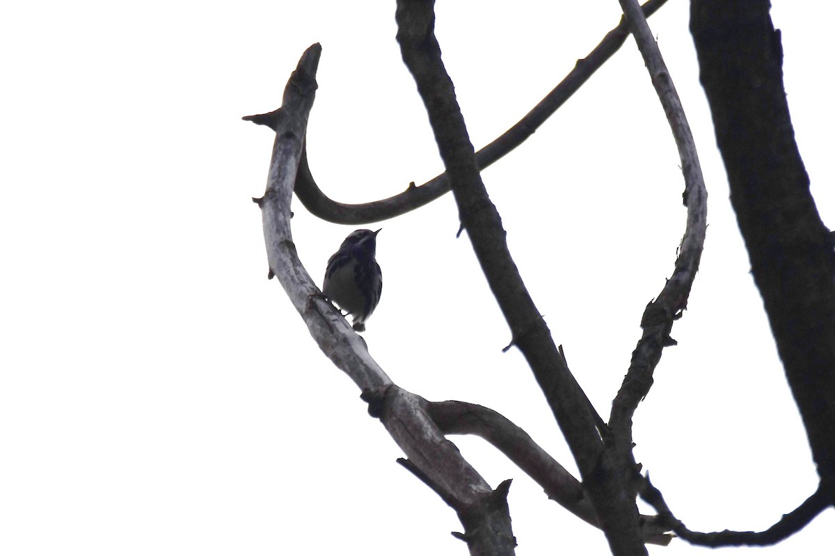 Black-and-white Warbler - irina shulgina