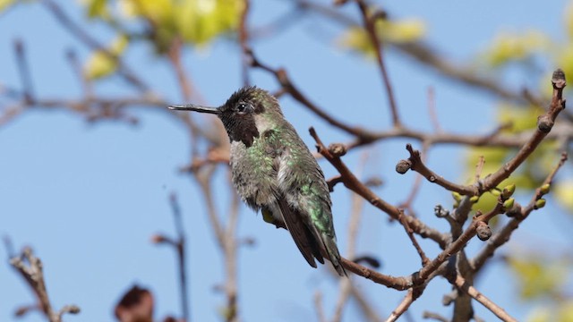 Anna's Hummingbird - ML618108315