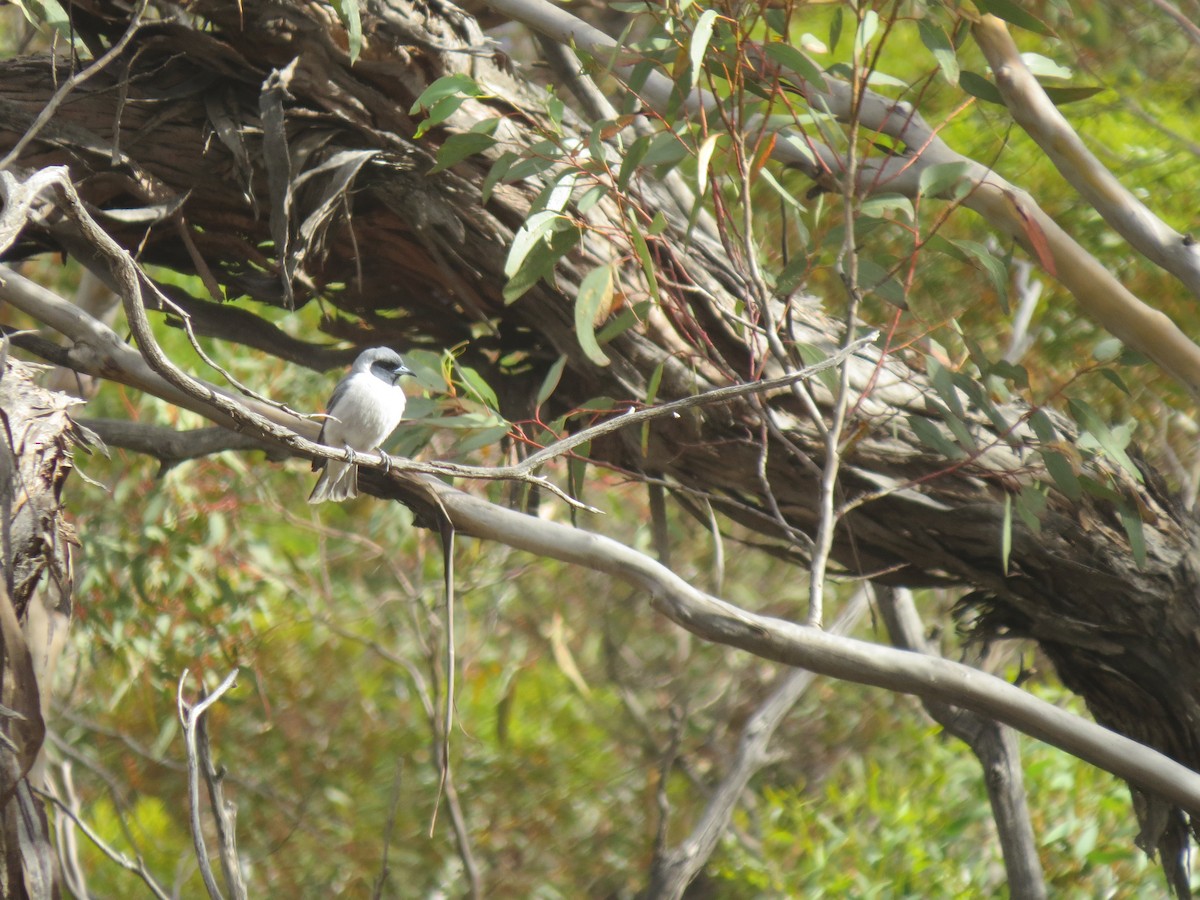 Masked Woodswallow - ML618108316