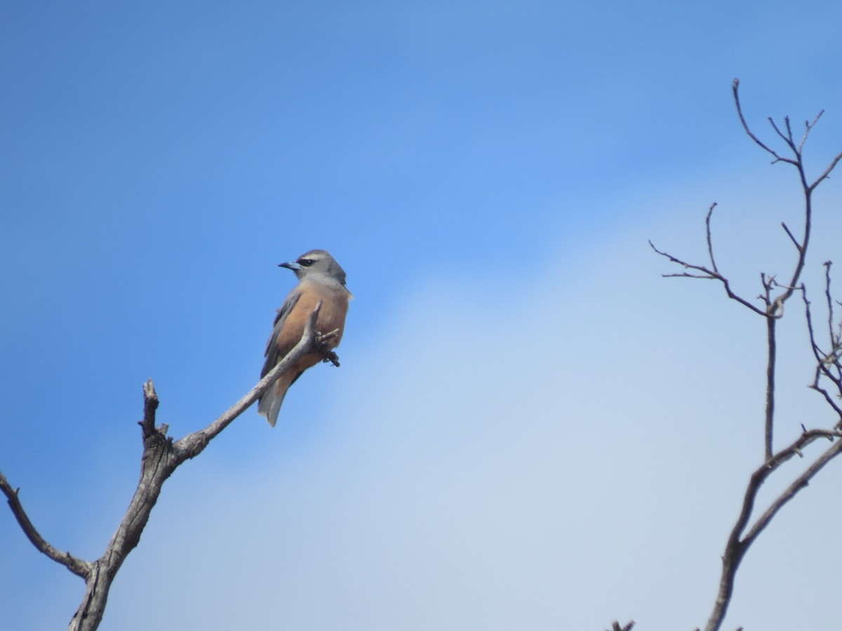 White-browed Woodswallow - ML618108368