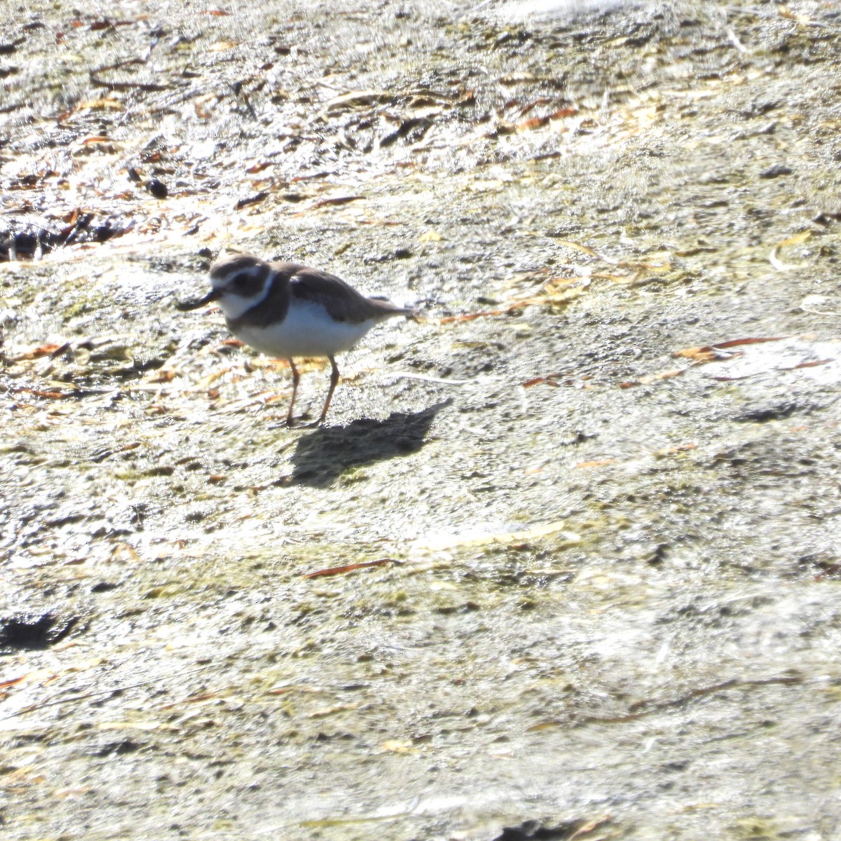 Semipalmated Plover - ML618108411