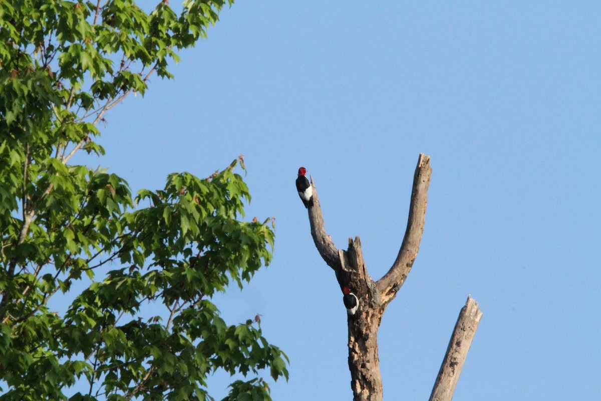 Red-headed Woodpecker - ML618108434