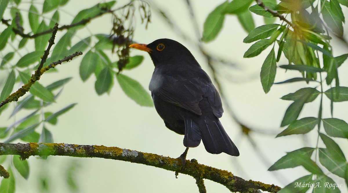 Eurasian Blackbird - ML618108437