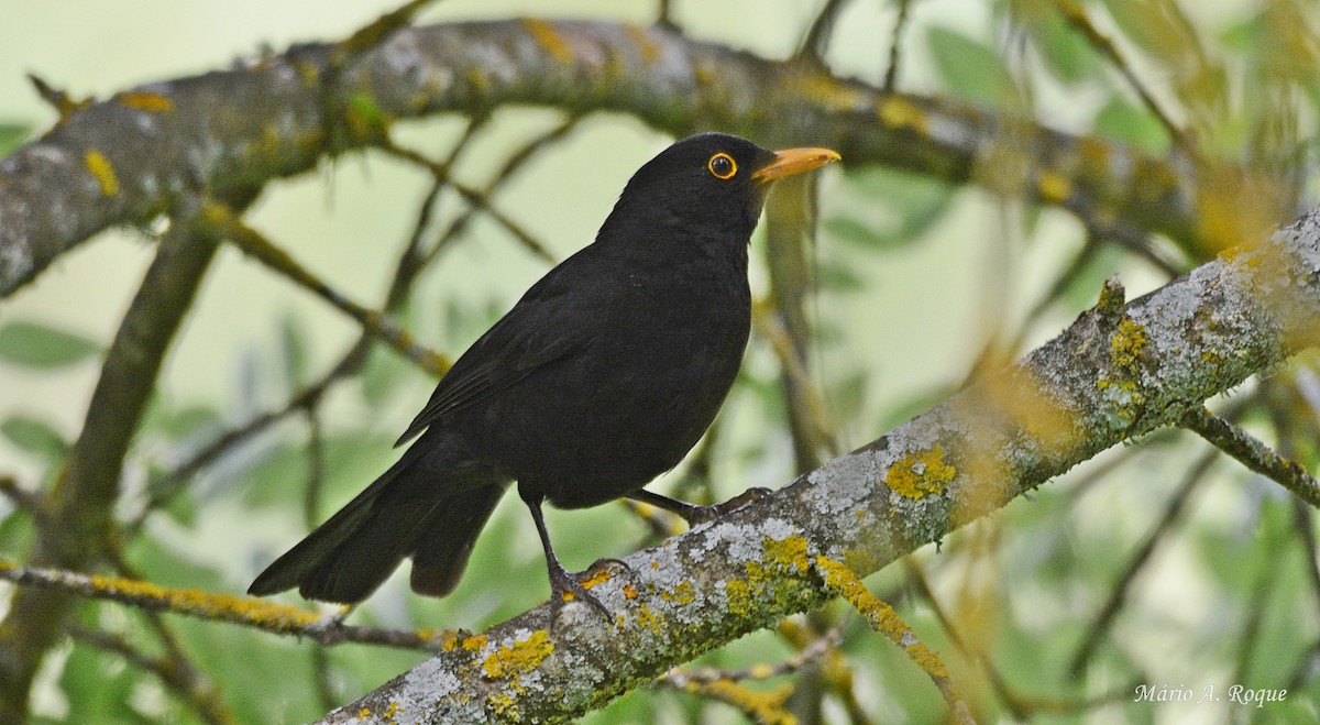 Eurasian Blackbird - Mário Roque