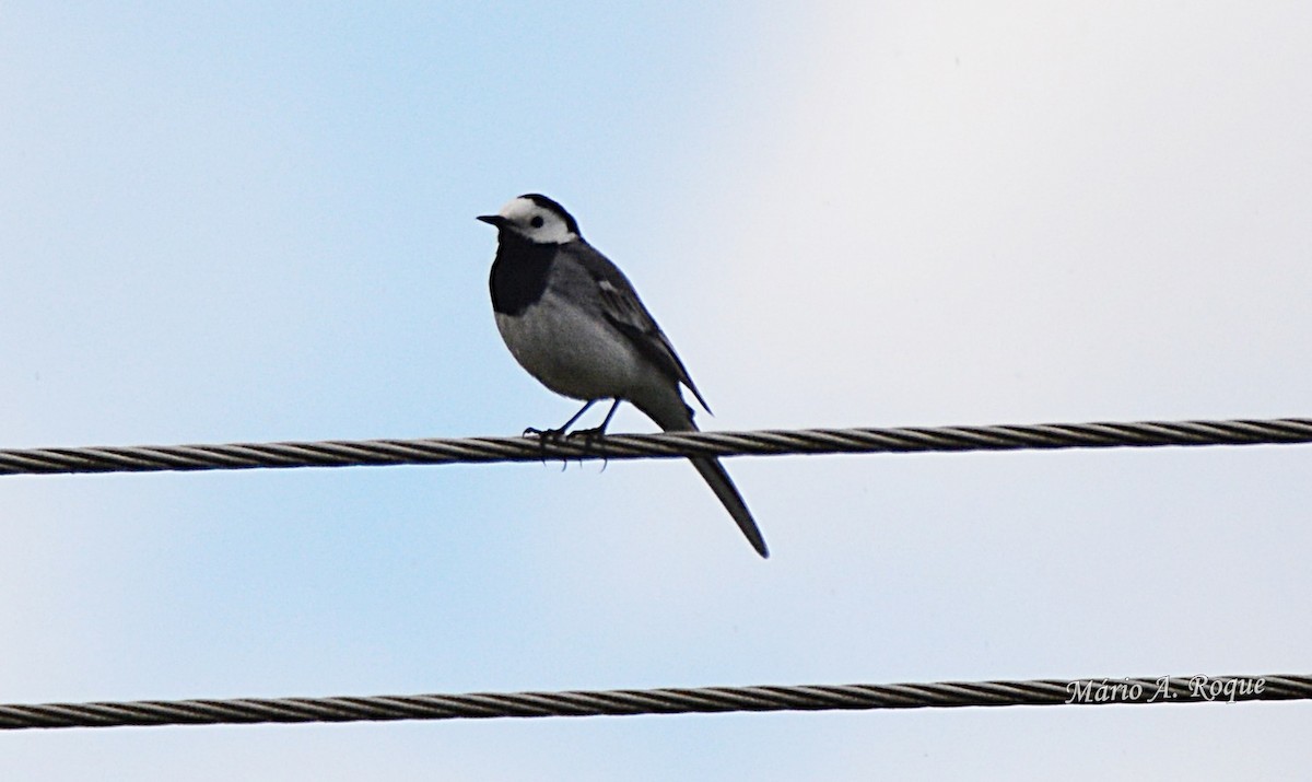 White Wagtail - Mário Roque