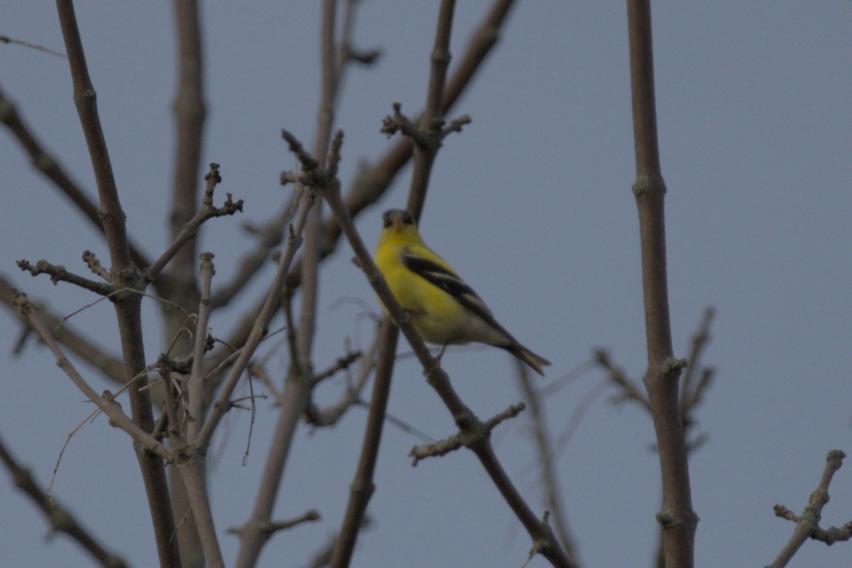 American Goldfinch - Nate S
