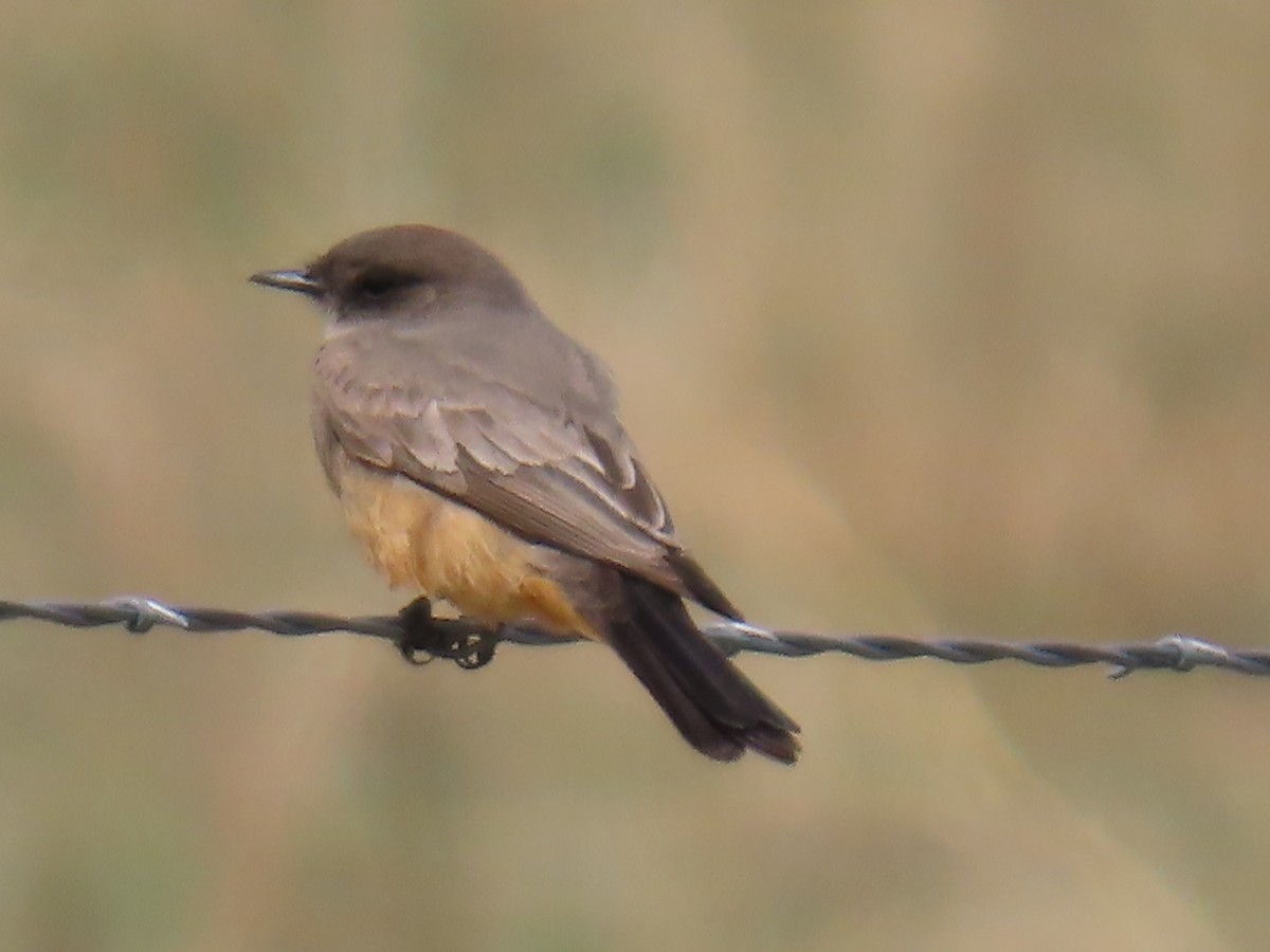 Say's Phoebe - Mark Gorges