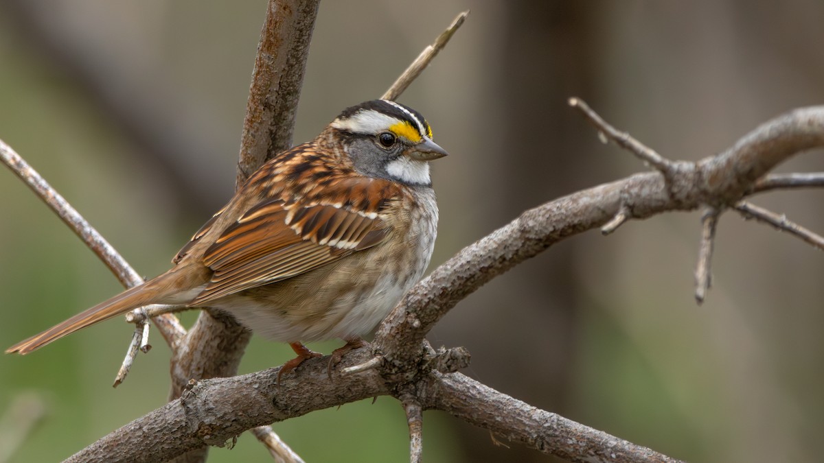 White-throated Sparrow - ML618108508