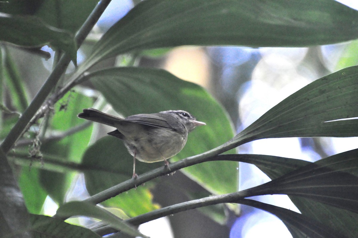 Costa Rican Warbler - ML618108517