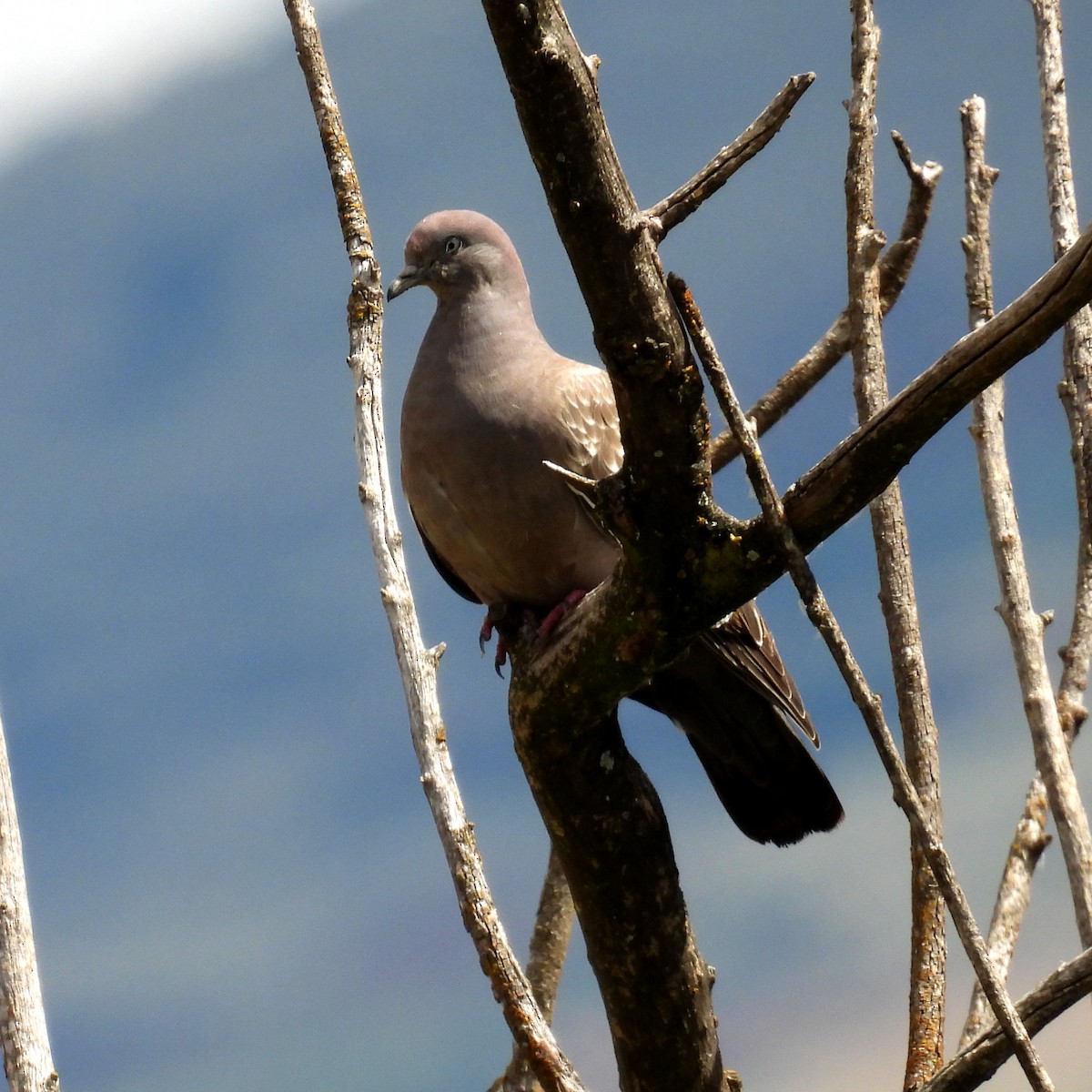 Spot-winged Pigeon - John Sanchez