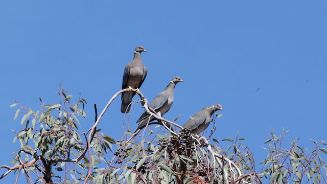 Band-tailed Pigeon (Northern) - ML618108534