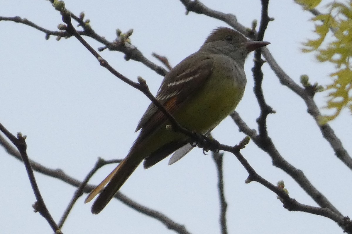 Great Crested Flycatcher - ML618108539
