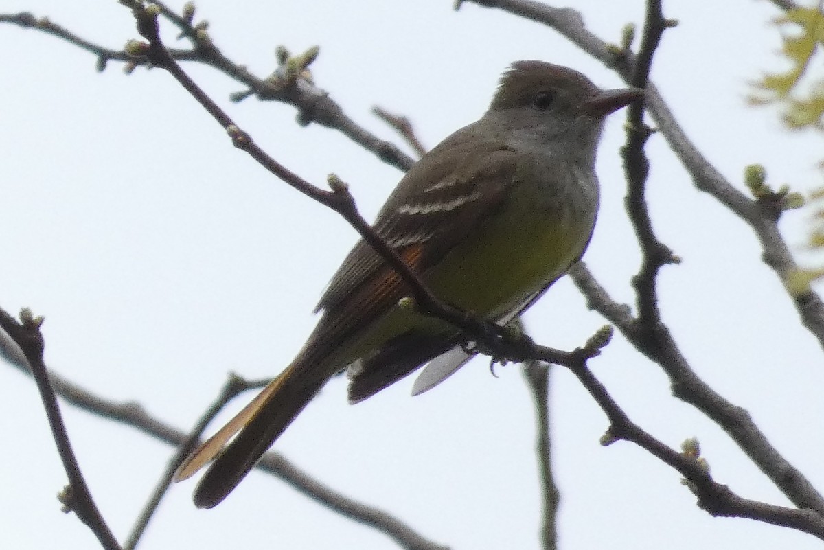 Great Crested Flycatcher - ML618108541