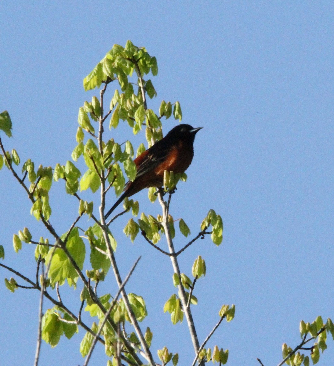 Orchard Oriole - ML618108583
