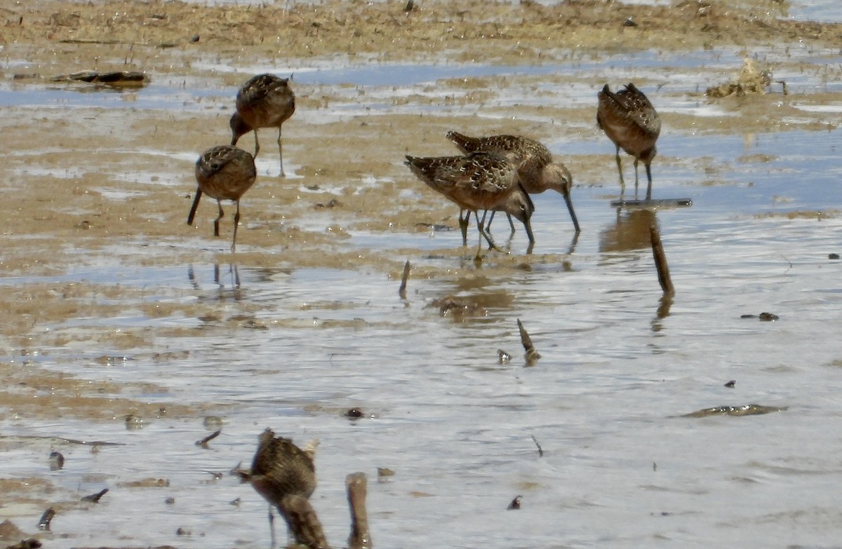 Long-billed Dowitcher - ML618108718