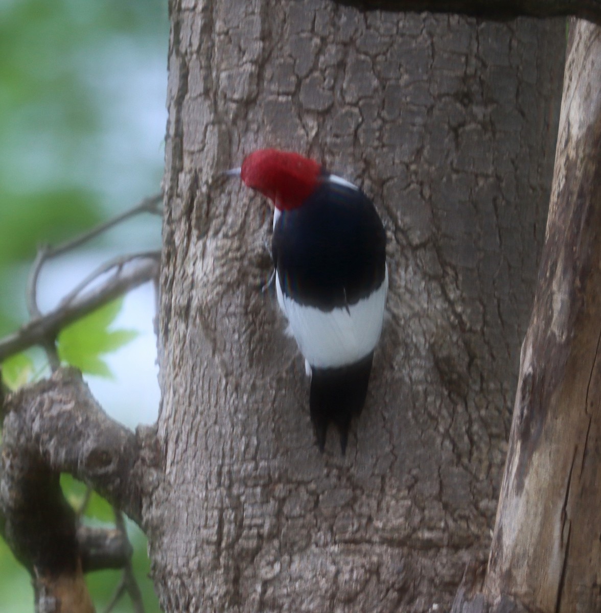 Red-headed Woodpecker - Joe Woyma
