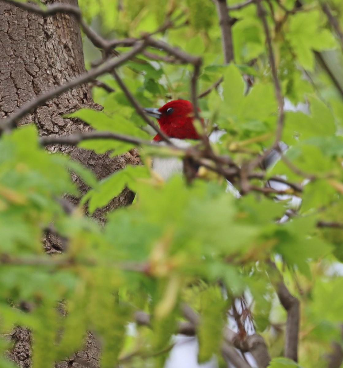 Red-headed Woodpecker - Joe Woyma