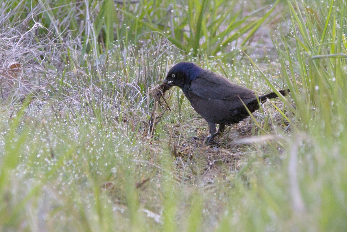 Common Grackle - Nate S