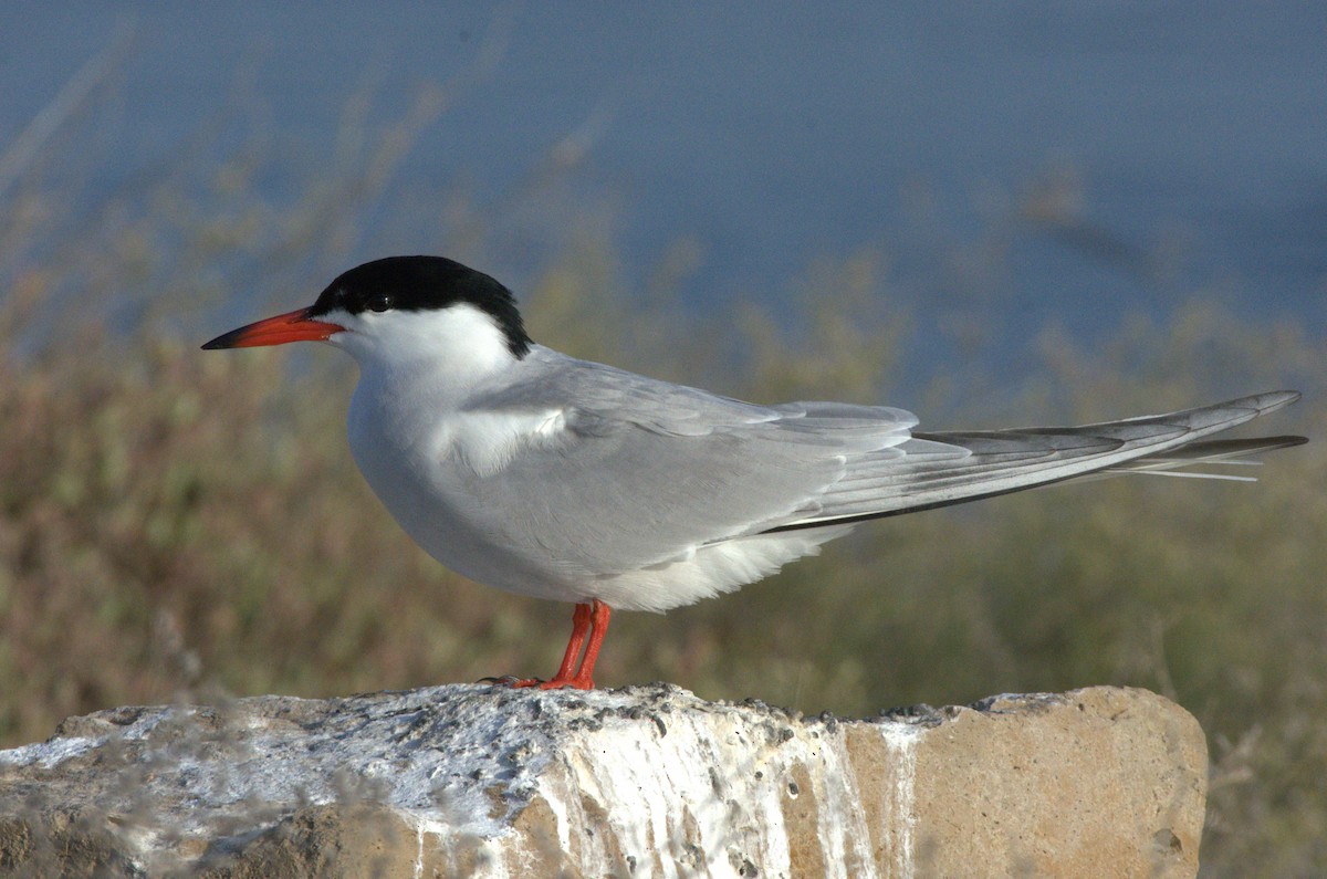 Common Tern - ML618108848