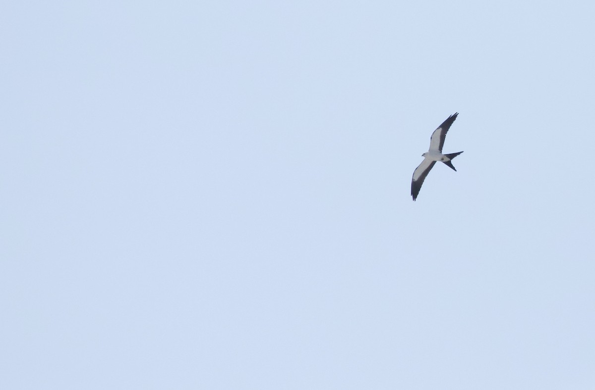 Swallow-tailed Kite - ML618108851