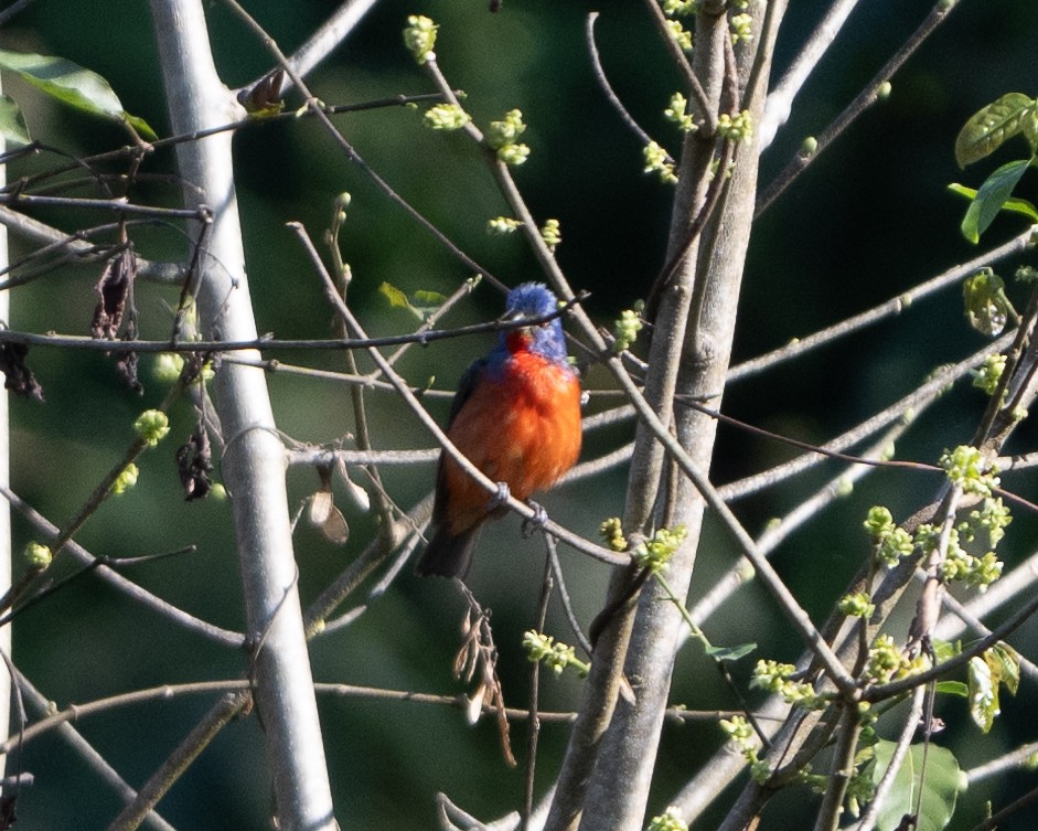 Painted Bunting - ML618108941