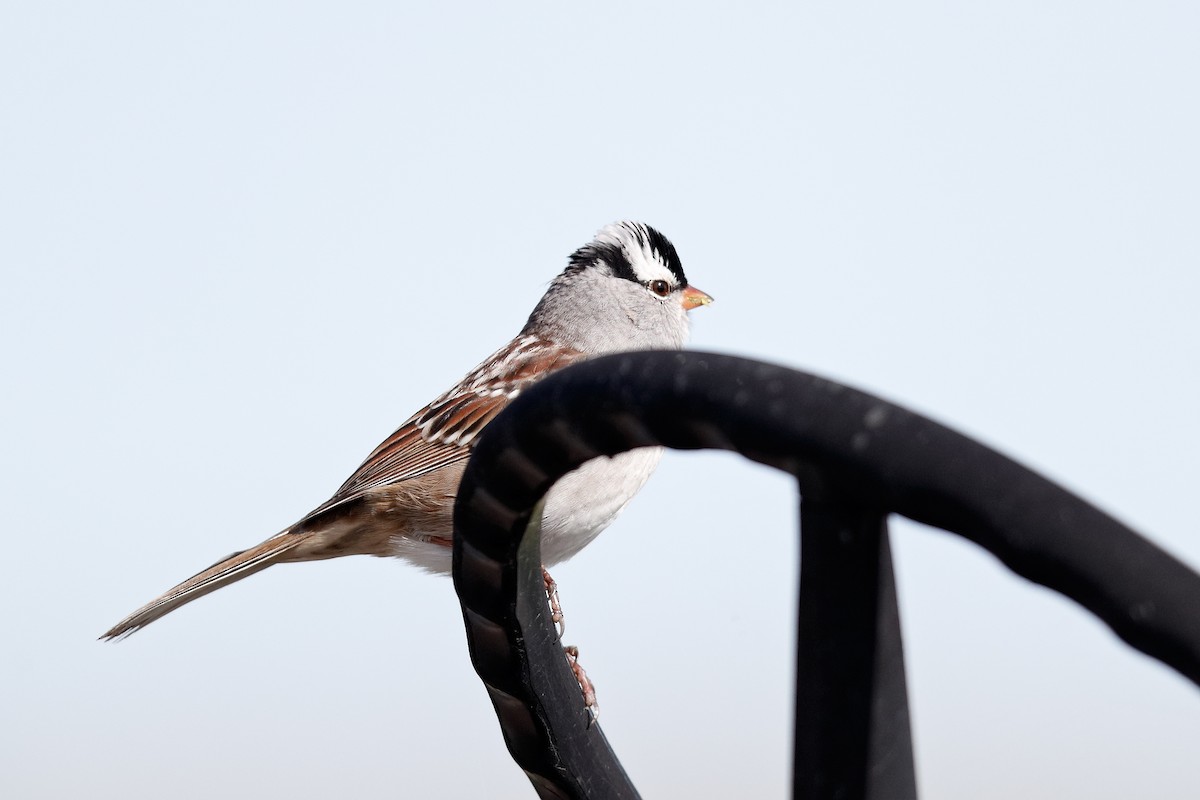 White-crowned Sparrow - Geoff Malosh
