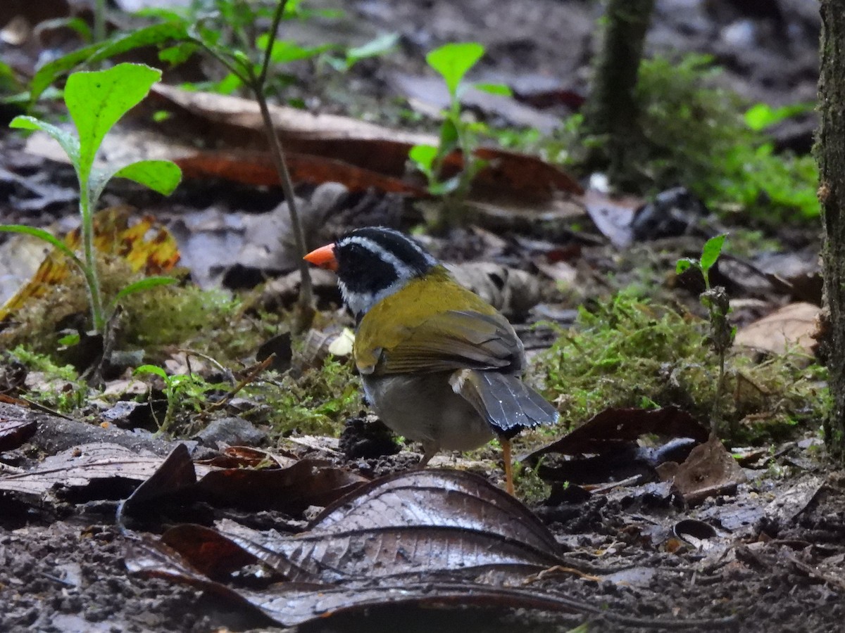 Orange-billed Sparrow - Ameeta Cordell