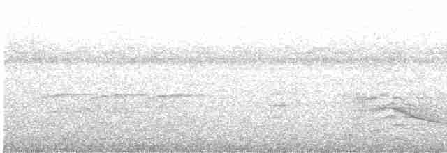 Длиннохвостый манакин - ML618109005
