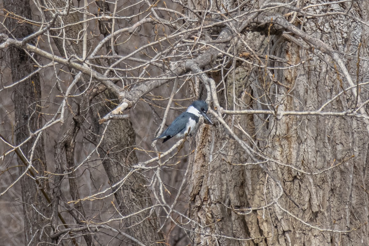 Belted Kingfisher - ML618109022