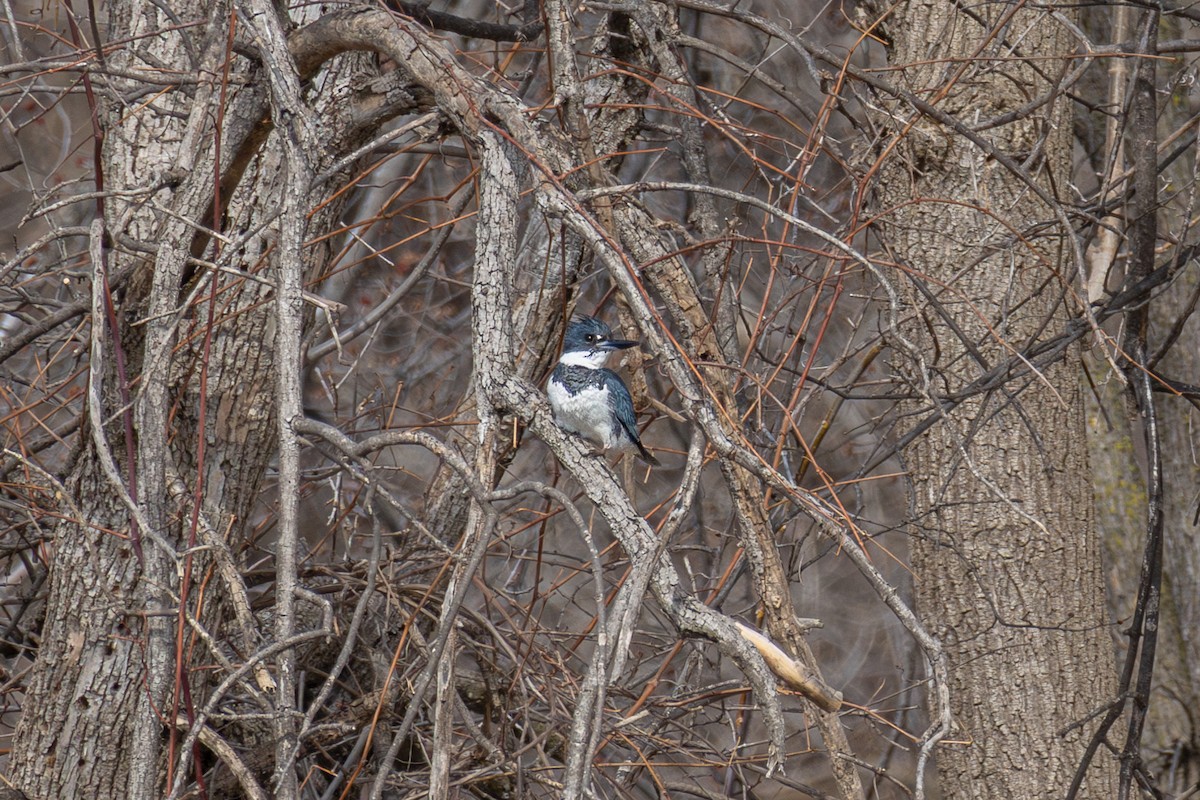 Belted Kingfisher - ML618109024